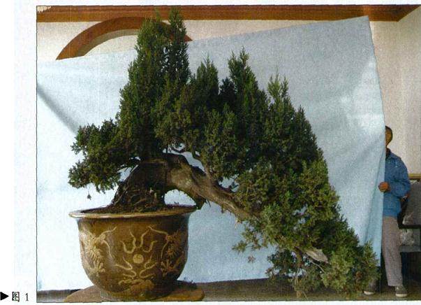 图解 刺柏盆景怎么初作的34个过程