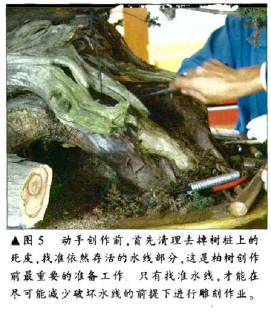 图解 刺柏盆景怎么初作的34个过程