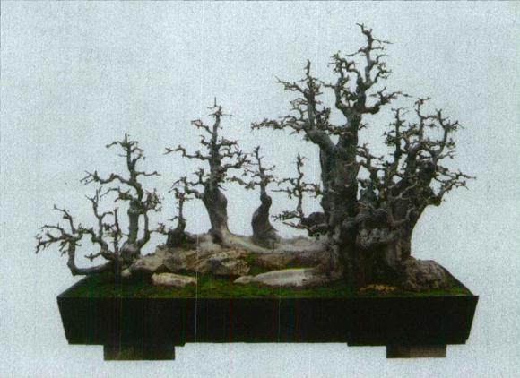 图解 怎么制作一本多干丛林盆景