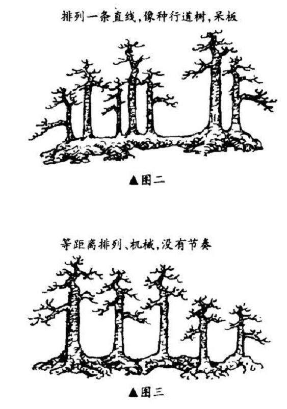 图解 怎么制作一本多干丛林盆景