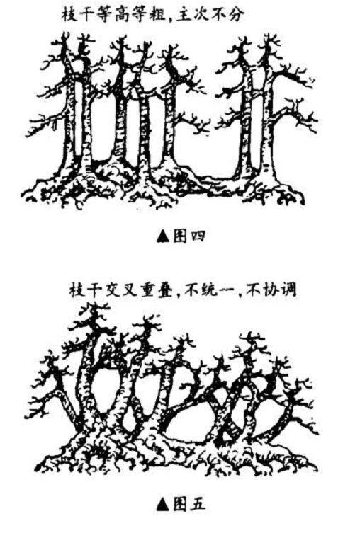 图解 怎么制作一本多干丛林盆景