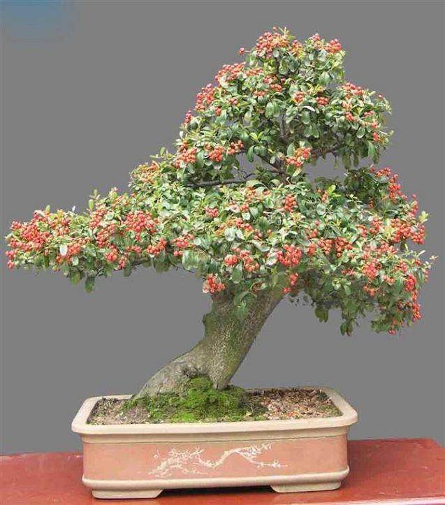 侧柏盆景的进步与发展 曾得到许多专家的关注与指导