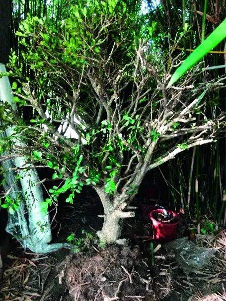 图解 盆景怎么截桩和桩材截口如何处理