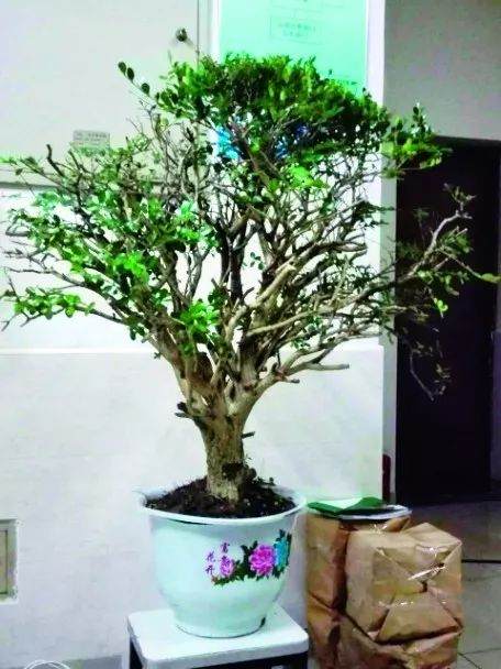 图解 盆景怎么截桩和桩材截口如何处理