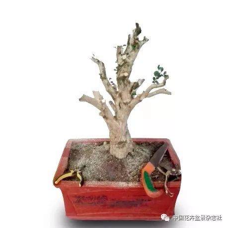 图解 盆景怎么截桩和桩材截口如何处理