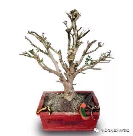 图解 盆景怎么截桩和桩材截口如何处理