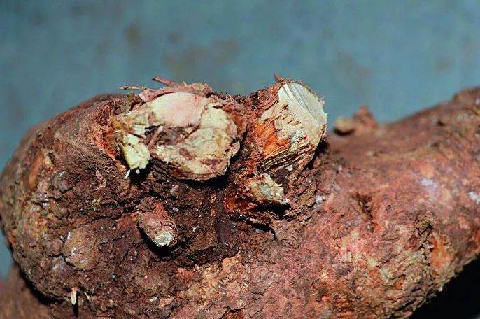 图解 盆景怎么截桩和桩材截口如何处理