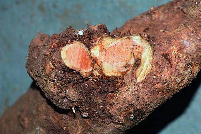 图解 盆景怎么截桩和桩材截口如何处理