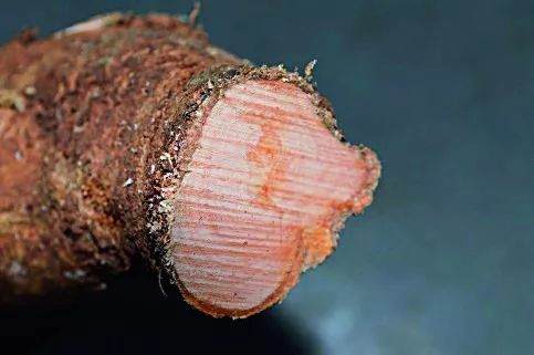 图解 盆景怎么截桩和桩材截口如何处理