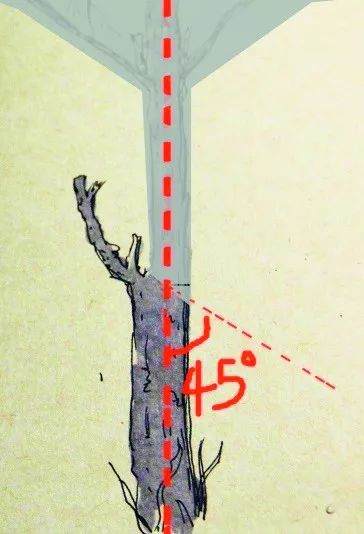 图解 盆景怎么截桩和桩材截口如何处理