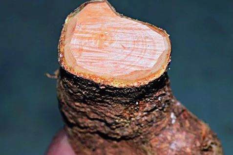 图解 盆景怎么截桩和桩材截口如何处理