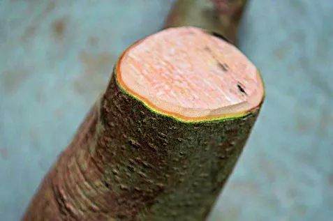 图解 盆景怎么截桩和桩材截口如何处理