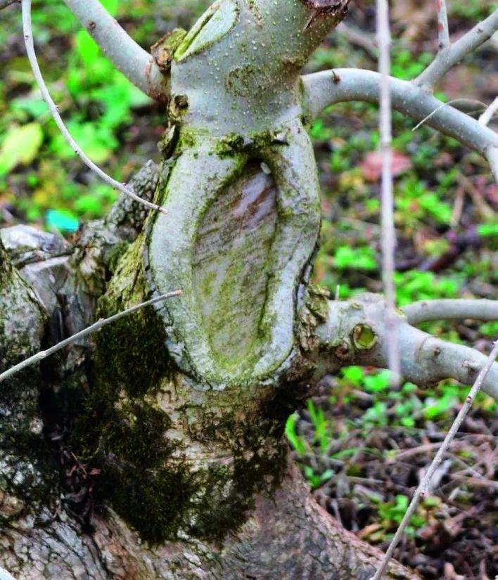 图解 盆景怎么截桩和桩材截口如何处理