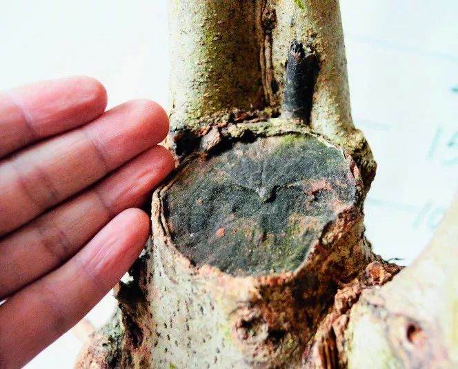 图解 盆景怎么截桩和桩材截口如何处理