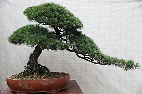 如何看待私家盆景园从日本引进的商品化金叶五针松?