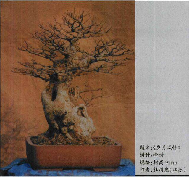 在养护古老树桩盆景的过程中 要注意这5点