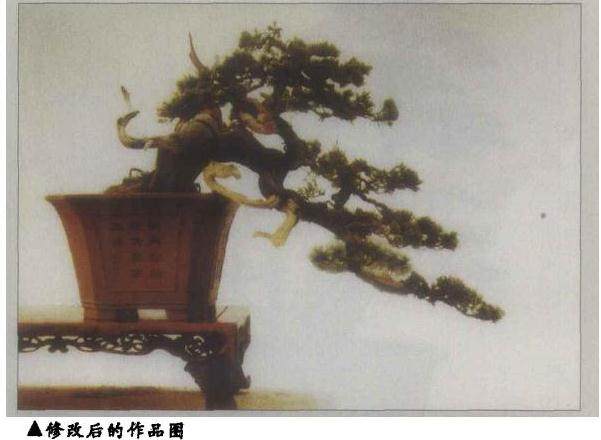 怡然园对一盆台湾真柏盆景的成功制作过程