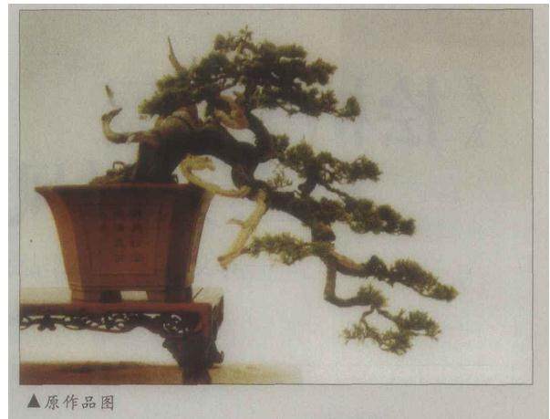 怡然园对一盆台湾真柏盆景的成功制作过程