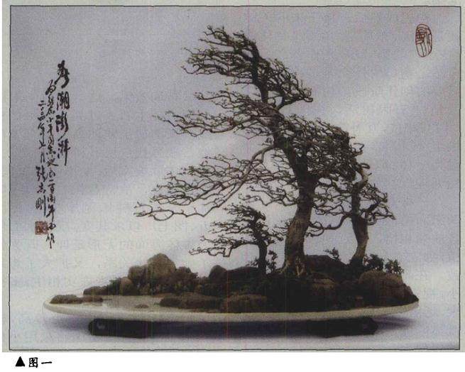 7月下旬 终于将树石盆景《春潮澎湃》制作完成（图一）