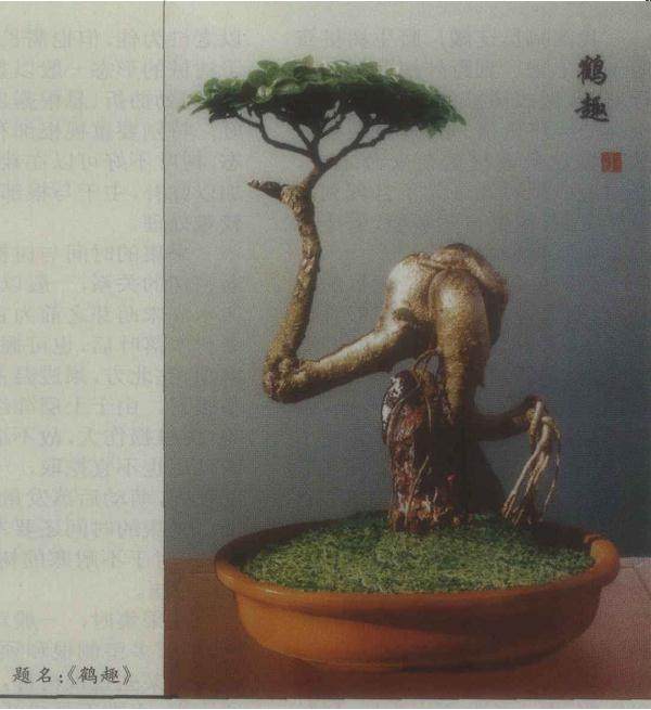 榕树盆景的扦插繁殖与整体造型