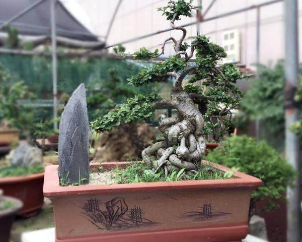 如何正确的在野外采集盆景素材？