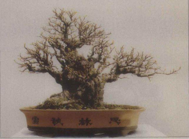 阳江盆景艺术家 -- 赵士湛