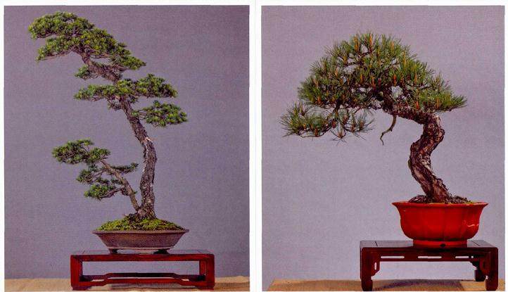 浙江省义乌市第九届盆景艺术展在义乌市图书馆成功举办