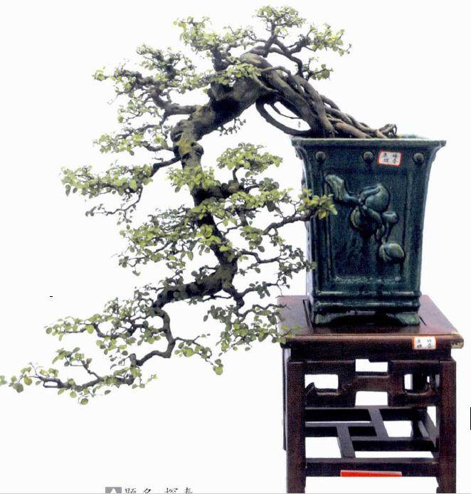 2017常德金秋菊花盆景展成功举办