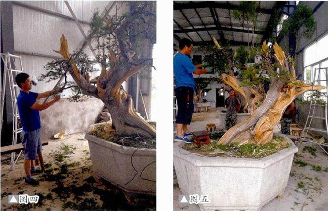 真柏舍利干盆景的制作过程