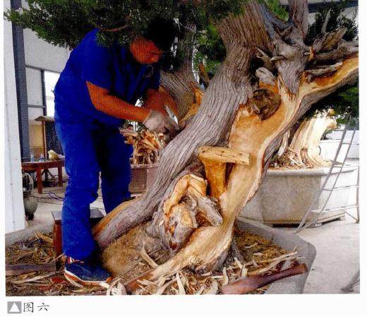 真柏舍利干盆景的制作过程