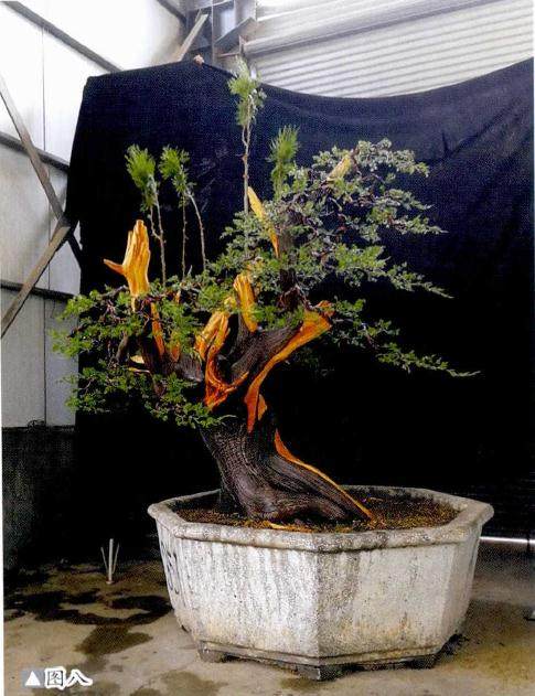 真柏舍利干盆景的制作过程