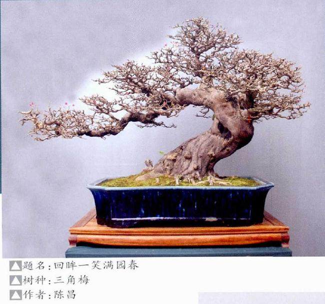 2017年 精品盆景邀请展在成都市百花潭公园盛大开幕