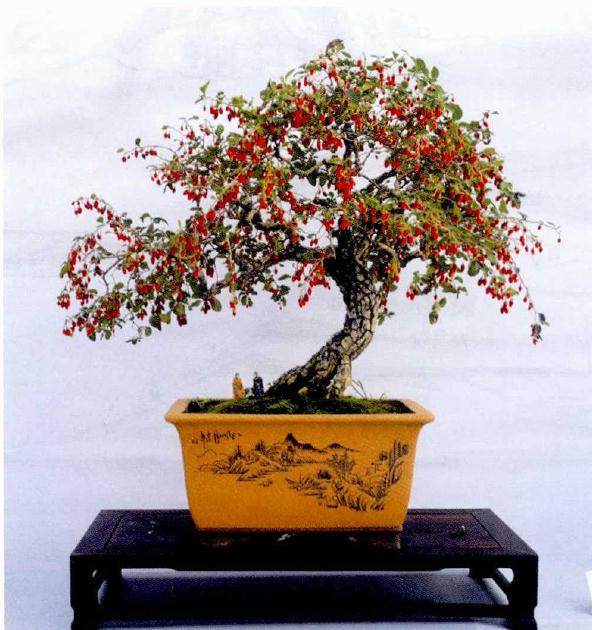 2017年 河南省第二届盆景制作比赛