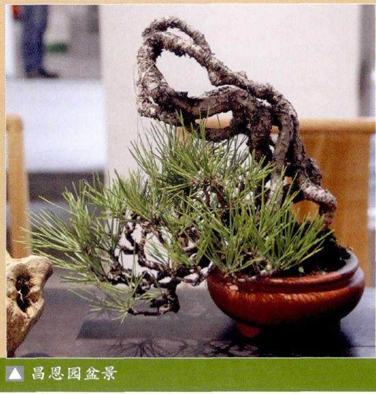 湖北省花木盆景协会联手农村新报 举办兰花培训班