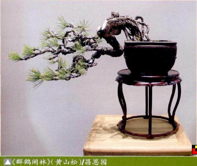 湖北省花木盆景协会在昌恩园举办黄山松盆景品鉴会