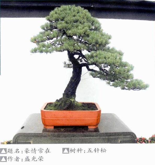 2017年 浙派盆景展在杭州举办潘仲连盆景艺术研讨会