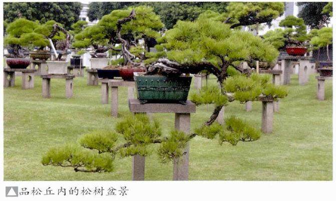 品松丘是中国盆景艺术大师韩学年先生的私家盆景园