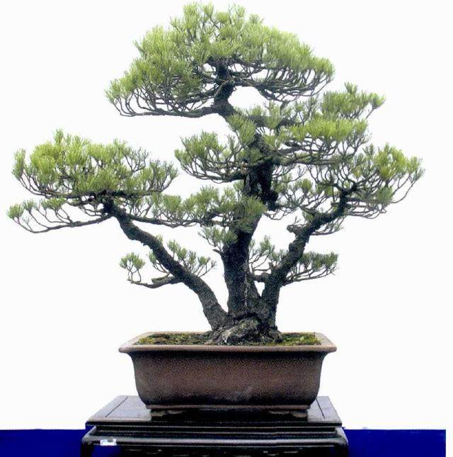 金华市第26届盆景艺术作品展于2017年在帝壹城广场成功举办