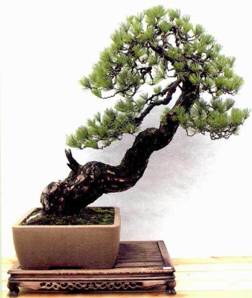 温州市第十二届盆景博览会在苍南金乡镇成功举办