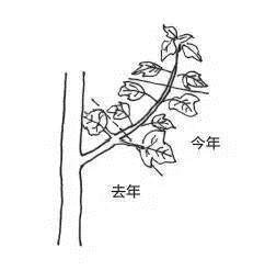 盆景发芽摘芽掐芯法
