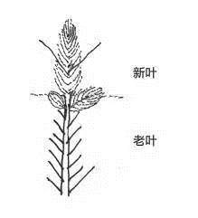 盆景发芽摘芽掐芯法