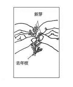 盆景发芽摘芽掐芯法