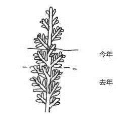 盆景发芽摘芽掐芯法