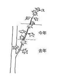 盆景发芽摘芽掐芯法