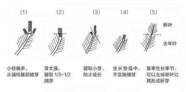 盆景发芽摘芽掐芯法