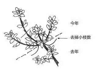 盆景发芽摘芽掐芯法