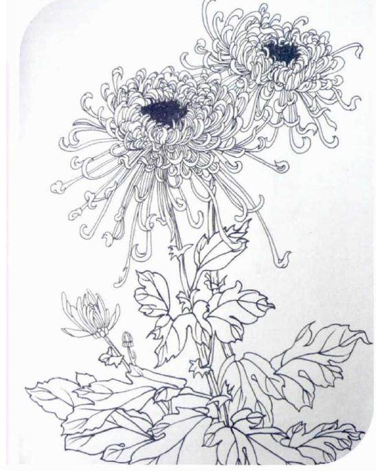 蜡梅因似梅花 所以很多人将蜡梅也当作梅花