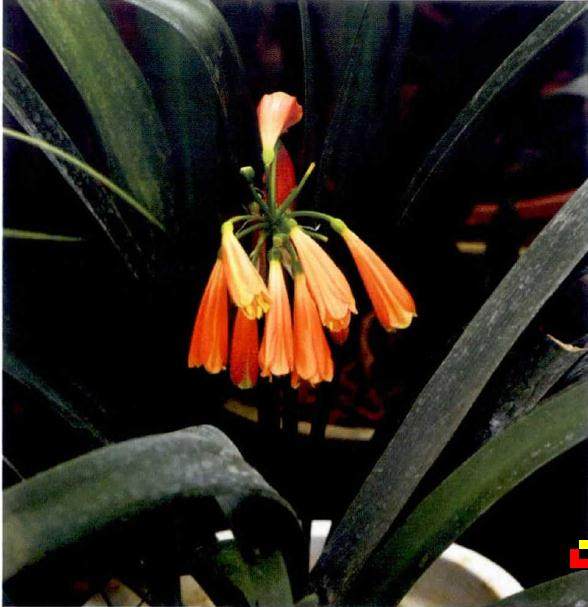 垂笑君子兰的春季养护要点