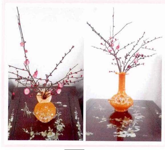 梅花地栽在选址上最好是向阳朝南 空气流通 地势高畅