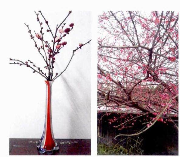 梅花地栽在选址上最好是向阳朝南 空气流通 地势高畅